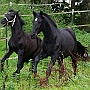 Spanish Norman Horse 1 (46)